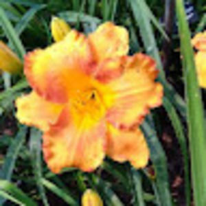 Meet your Posher, Gail